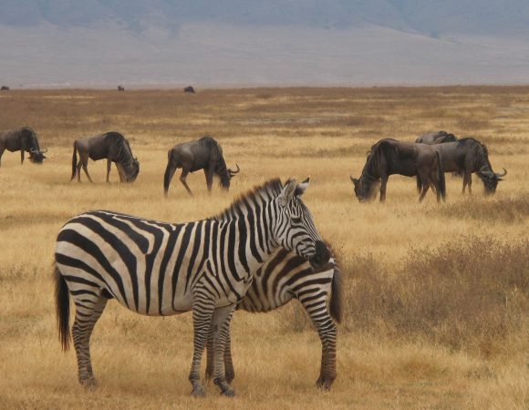 2-Day Luxury Safari in Tanzania (Tarangire & Ngorongoro Crater )
