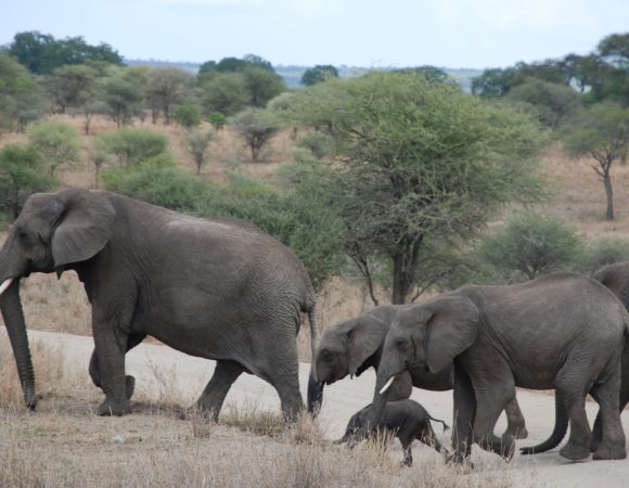 2-Day Mid Range Safari in Tanzania (Tarangire & Ngorongoro Crater )