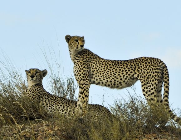 3-Day Serengeti and Ngorongoro Rim Crater Camping Safari