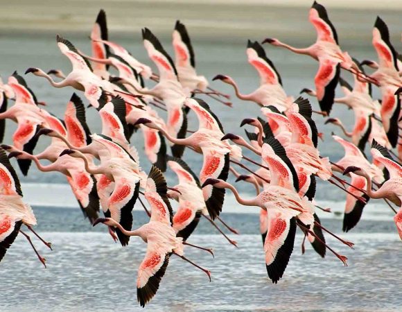 3-Day Serengeti and Ngorongoro Rim Crater Luxury Safari