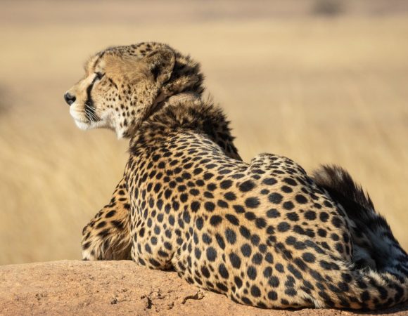 3-Day Serengeti and Ngorongoro Rim Crater Midrange Safari