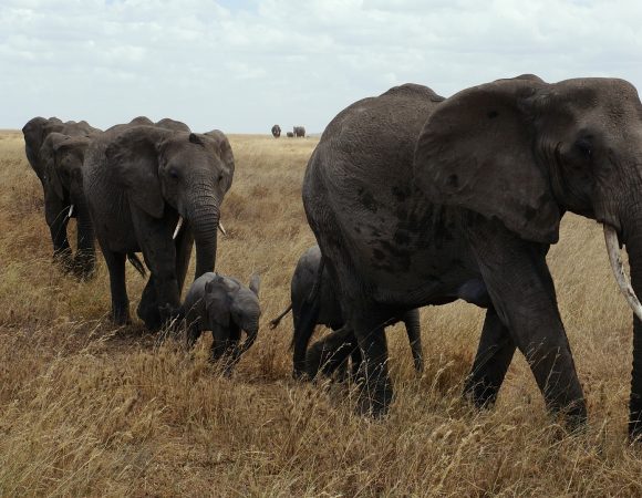 4-Day Tarangire, Ngorongoro Crater and Serengeti Camping Safari