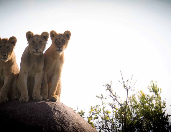 4-Day Tarangire, Ngorongoro Crater and Serengeti Camping Safari