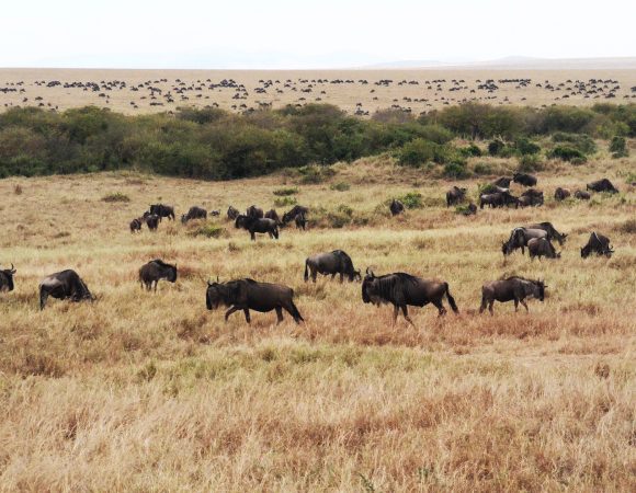 4-Day Tarangire, Ngorongoro Crater and Serengeti Luxury Safari