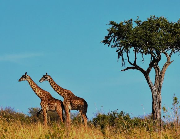 5 DAYS STANDARD SAFARI PROGRAM