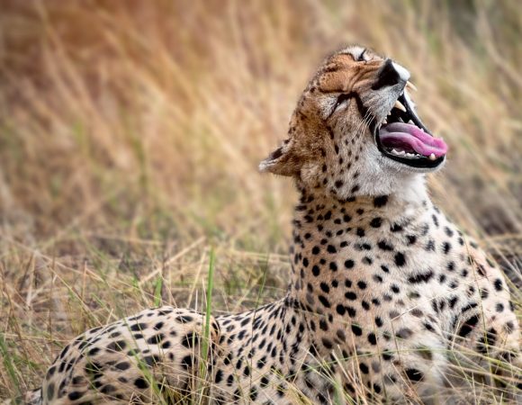 5-Day Tanzania Mid-Range Safari Program