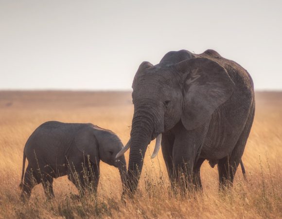 6-Day Tanzania Famous Luxury Safari