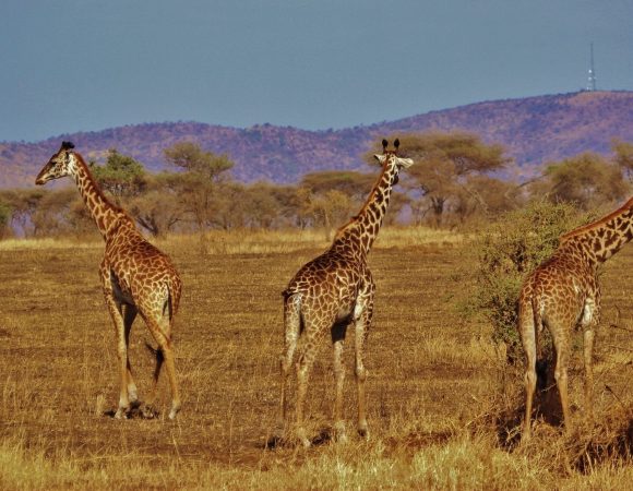 6-Day Tanzania Famous midrange Safari