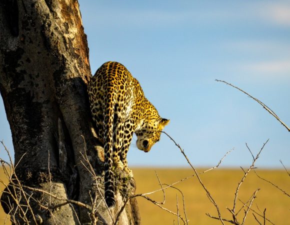7-Day Tanzania Prestigious Camping Safari