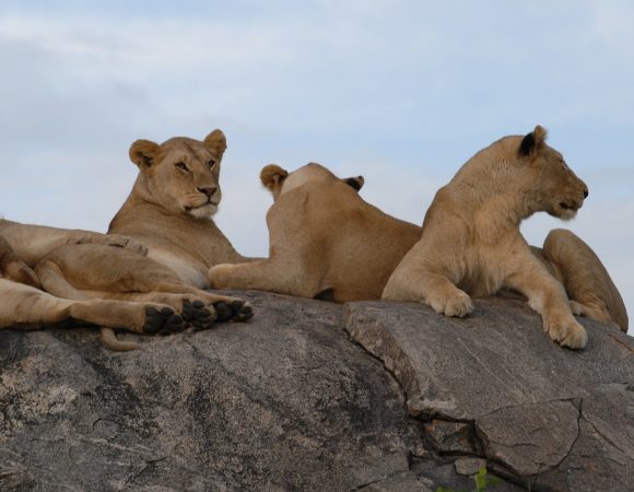 7-Day Tanzania Prestigious Luxury Safari