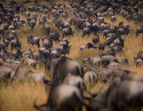 7-Day Tanzania Prestigious Mid range Safari