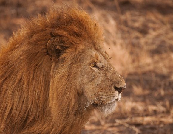 7-Day Tanzania Prestigious Luxury Safari