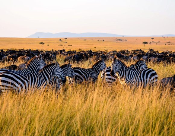 8-Day Great Migration Camping Safari Program