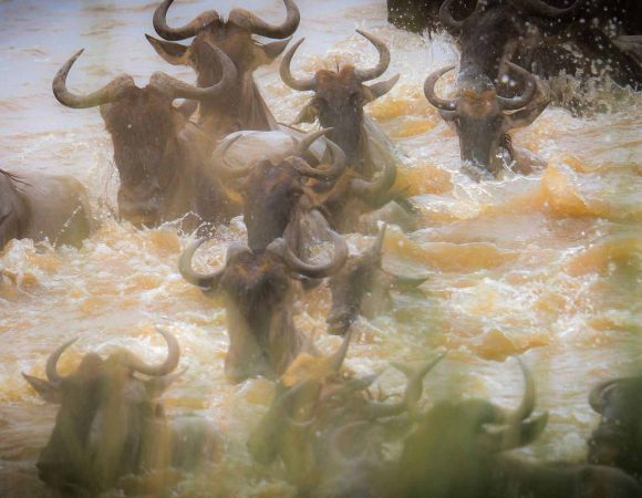 8-Day Great Migration Mid-Range Safari Program