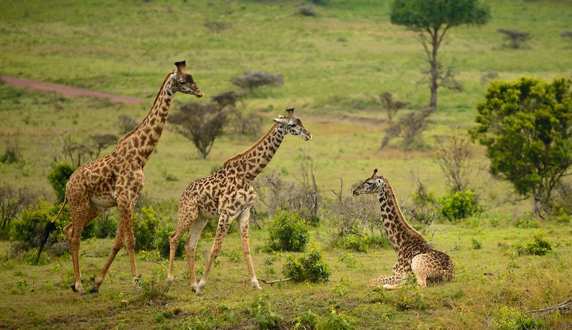 Arusha National Park: Day Trip
