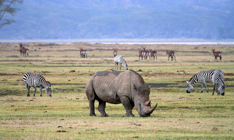 Ngorongoro Crater: Day Trip