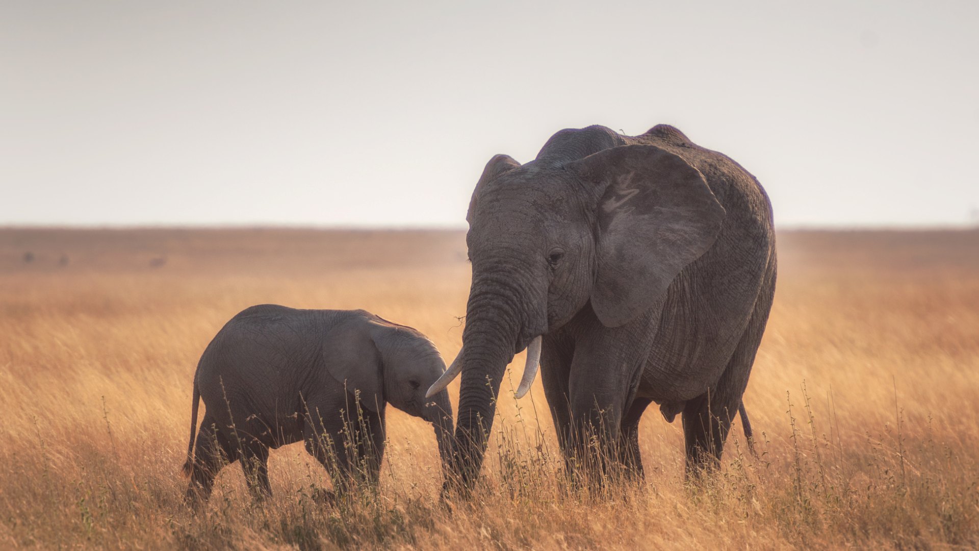 Tanzania safari