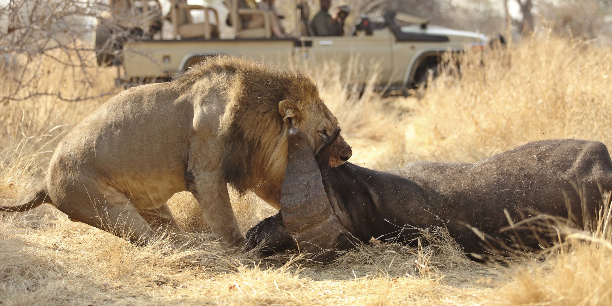 TANZANIA SAFARI