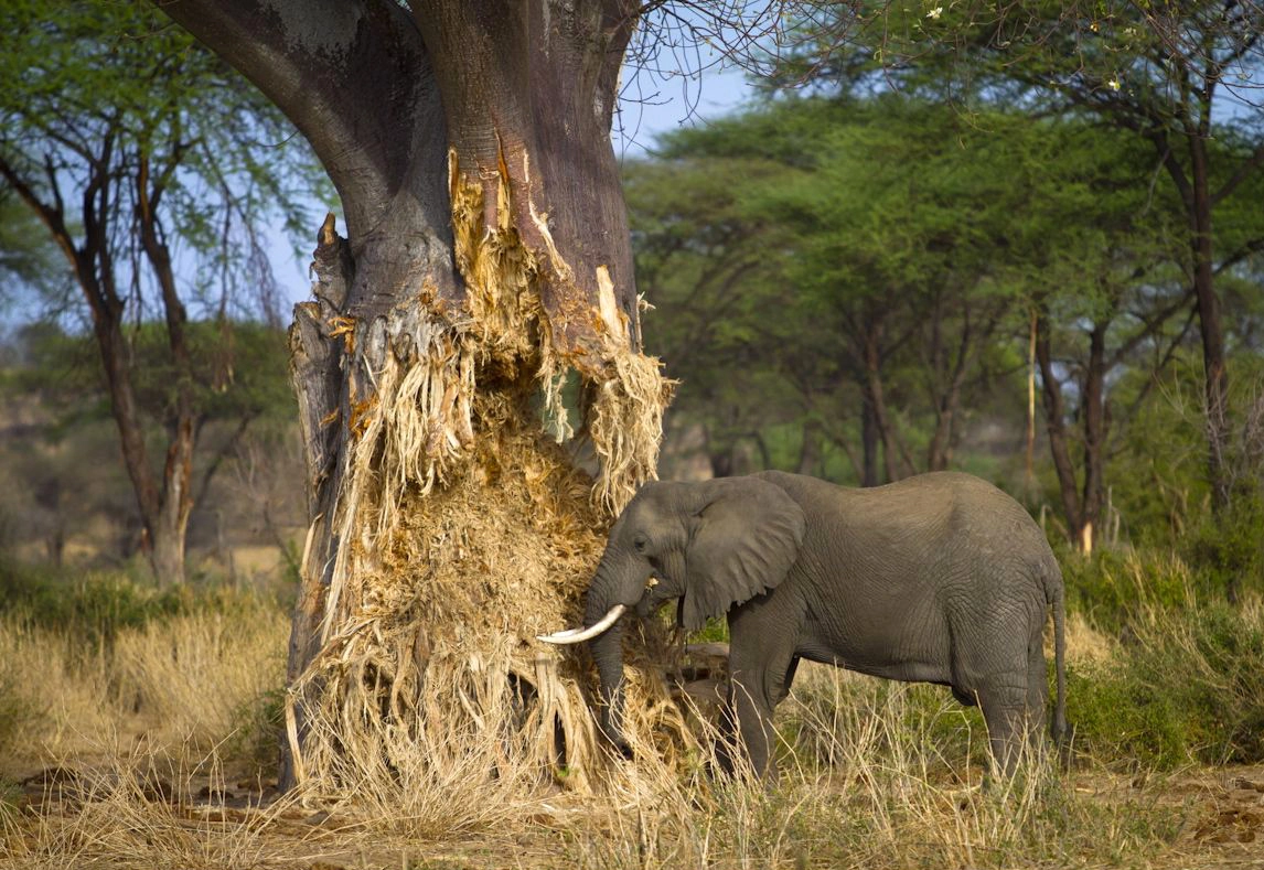  Tarangire Natinal Park Day Trip 